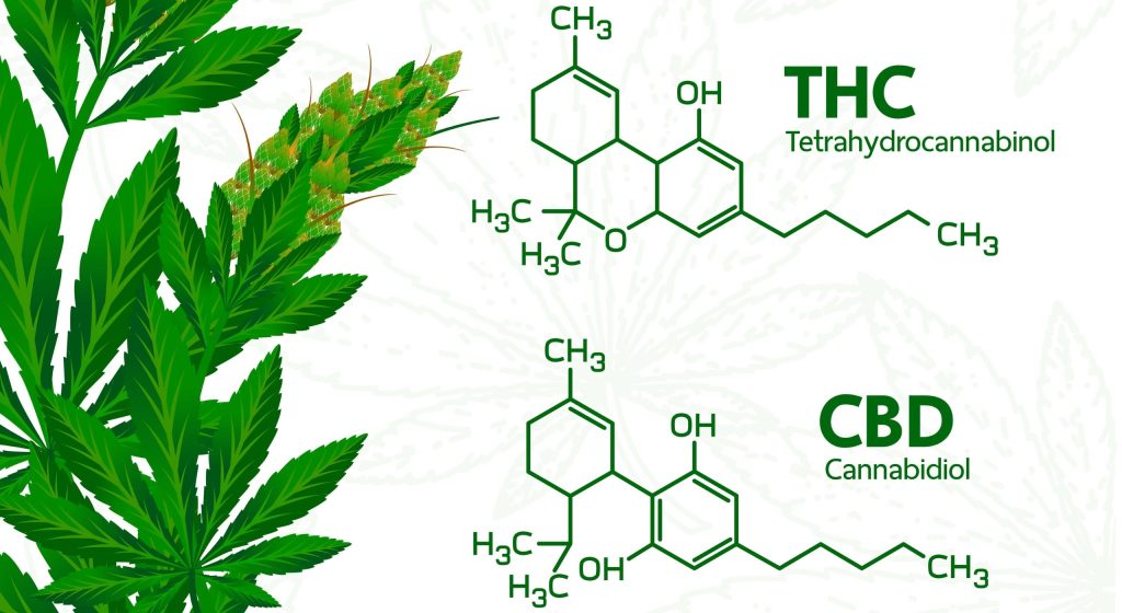 CBD Schmerzen: THC und CBD chemische Formel.